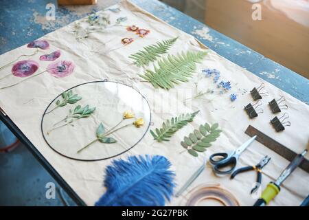 Herbarium of various plants and flowers on sheet of paper Stock Photo