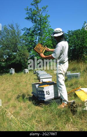 FRANCE. HAUTS-DE-FRANCE. PAS-DE-CALAIS (62). BEEKEEPING. BEEKEEPER CHECKING ON HIS HIVES IN SPRING. Stock Photo