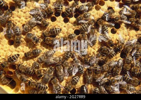 FRANCE. HAUTS-DE-FRANCE. PAS-DE-CALAIS (62) BEEKEEPING. WORKER BEES WORKING TO FILL THE HONEYCOMBS WITH HONEY AND CLOSING THEM WITH WAX. Stock Photo