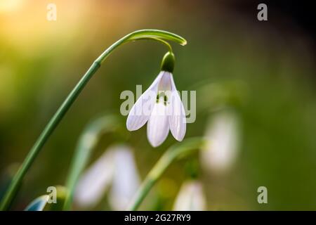 Snowdrop or common snowdrop (Galanthus nivalis) flower in the forest with warm sunshine at springtime. The first flowers of the Spring season are bloo Stock Photo