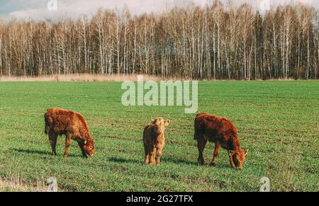 Calves Cows Grazing On A Spring Green Pasture. Cattle Walking In Meadow In Summer Day. cow feed, farmer cow, field cows Stock Photo