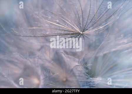 Beautiful shiny dew drops on a dandelion seed. Close-up macro. Sparkling bokeh. Water drops on a parachutes dandelion on a beautiful blue background. Stock Photo