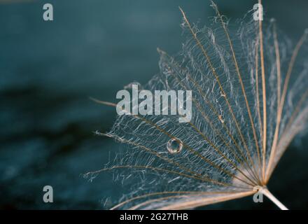 Beautiful shiny dew drop on a dandelion seed. Stock Photo