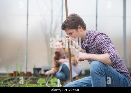 Man carefully looking at seedlings in greenhouse Stock Photo
