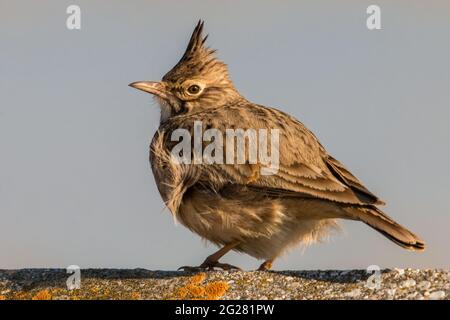 Crested lark sitting on a concrete near to village.