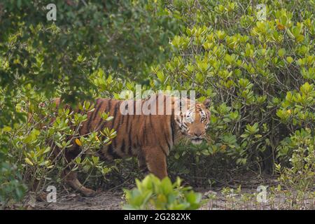 Injured Bengal tiger staring from inside the bushes in Sundarban Tiger Reserve located in West Bengal state of India Stock Photo