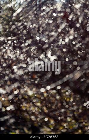 Defocused and blurry background formed from branches and foliage with a bokeh of sun rays and spots Stock Photo