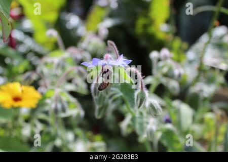 a bee on a borage blossom Stock Photo