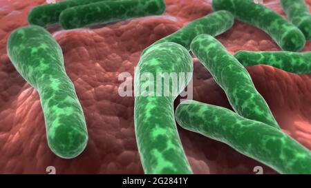 Microscopic view of Clostridium botulinum bacteria.