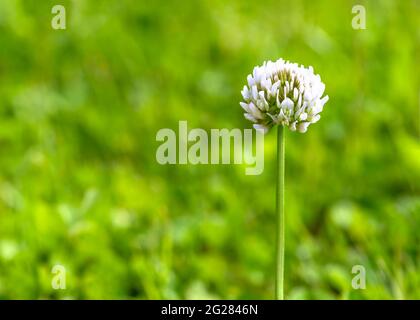 selective focus on a single white clover flower Trifolium repens, also known as Dutch clover, Ladino clover, or Ladino, green grass background is dis- Stock Photo