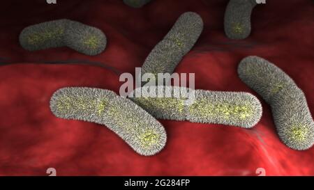 Microscopic view of Yersinia pestison bacteria on surface. Stock Photo