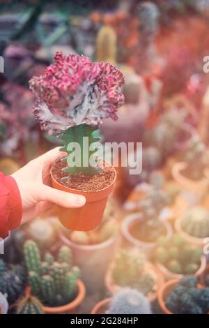 Euphorbia cristata in the hands of the buyer of succulents and cacti Stock Photo