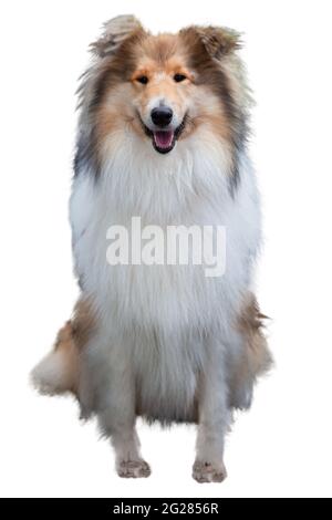 Collie dog isolated on white background. Brown sheltie dog rough collie. Scottish shepherd - lassie. Stock Photo