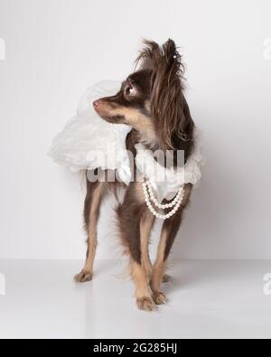 Purebred bride dog of breed Chocolate Russian Toy Terrier in festive dress, animal on white background. Stock Photo