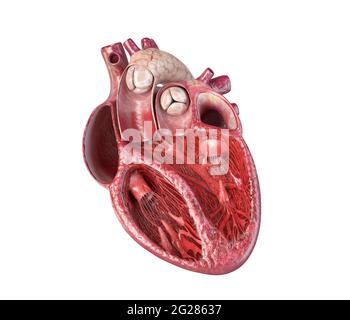 Human heart cross-section with detailed internal structure. Stock Photo