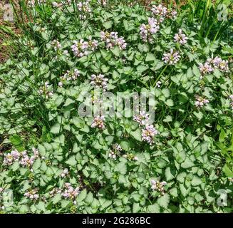 Flowering of Ground Cover plant dead-nettle or pink pewter lamium maculatum  (Silver Carpet) with silvery white with green edges leaves and pink flowe Stock Photo