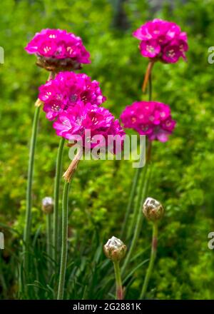 vertical image of pink armeria alpin flowers of sea swift  part of the Plumbaginaceae plant family Green foliage blurred background copy space below Stock Photo