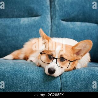 Close up of beautiful dog in glasses resting on blue comfortable couch. Cute Welsh Corgi in eyeglasses resting on sofa. Concept of smart pets. Stock Photo