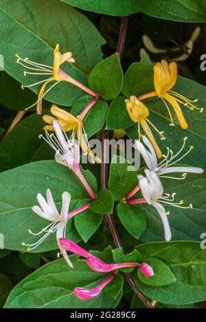 Common honeysuckle / European honeysuckle / woodbine (Lonicera periclymenum) in flower, deciduous twining climber native to Europe and North Africa Stock Photo
