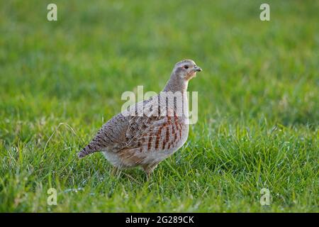 Grey partridge / English partridge / hun (Perdix perdix) female foraging in meadow in spring Stock Photo