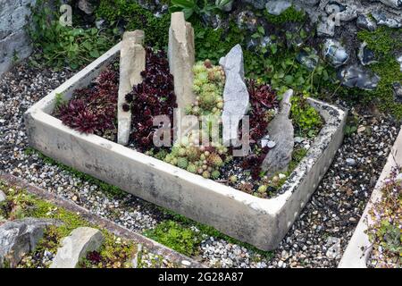 Succulent Rock garden Stock Photo