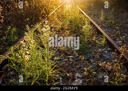 Golden sunset along a disused, rusty railway line with pretty flowering weeds growing along it and reclaiming for nature in Queensland, Australia Stock Photo