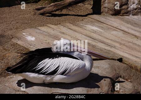 Large black and white Australian pelican (Pelecanus conspicillatus) resting near a boardwalk. Stock Photo