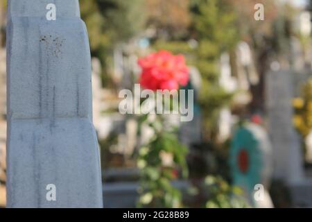 cemetery, tombstones, roses, trees Stock Photo