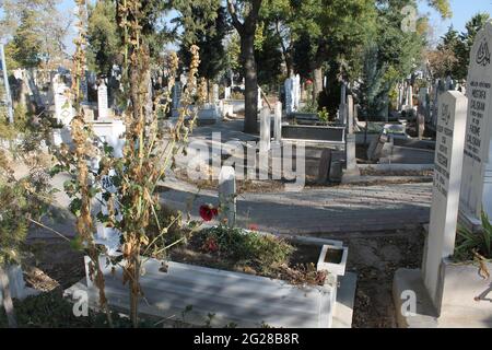 cemetery, tombstones, roses, trees Stock Photo