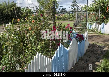Papua New Guinea; Goroka; The garden is fenced with a wooden blue fence. Der Garten ist mit einem blauen Holzzaun eingezäunt. Ogródek, drewniany płot Stock Photo