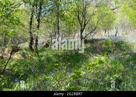 Bluebells - Hyacinthoides non-scripta in Silver Birch woodland - Betula pendula Stock Photo