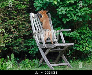 Fox cubs exploring and playing in the garden Stock Photo