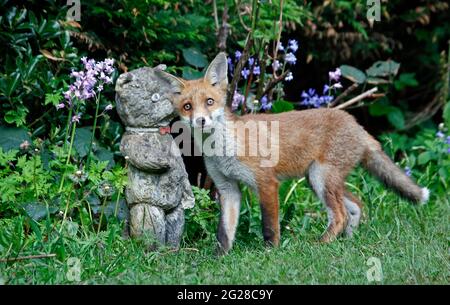 Fox cubs exploring and playing in the garden Stock Photo