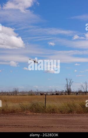 Mustering and rounding up cattle mustering the modern way with a helicopter and motorbikes instead of horses in central Queensland, Australia. Stock Photo