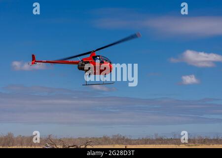 A small red helicopter being used to muster and roundup cattle in the Queensland outback. Stock Photo