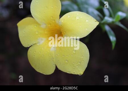 Beautiful Open Yellow Flower: Golden-trumpet (Apocynaceae) Allamanda cathartica L. Stock Photo