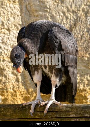 Closeup of juvenile King vulture (Sarcoramphus papa), viewed from front, perched on wood post Stock Photo