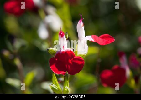 Sydney Australia, flowers of a hot lips salvia bush in sunshine Stock Photo