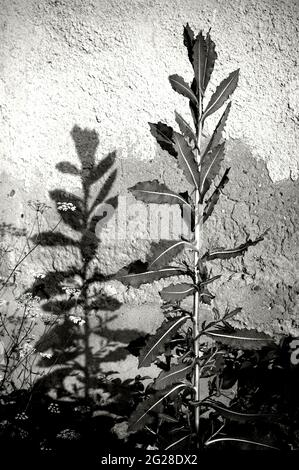 Black and white image of a thorny weed with a hard shadow on the wall Stock Photo