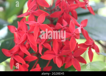 Bright Red Small Bunch of Flowers: Flame-of-the-woods (Rubiaceae) Ixora coccinea L. -- Jungle geranium, Needle flower, Jungle-geranium Stock Photo