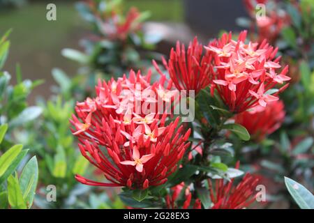 Bright Red Small Bunch of Flowers: Flame-of-the-woods (Rubiaceae) Ixora coccinea L. -- Jungle geranium, Needle flower, Jungle-geranium Stock Photo