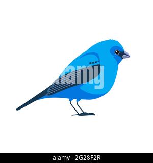 Indigo bunting is a small seed-eating bird in the cardinal family, Cardinalidae. Blue Bird Cartoon flat style beautiful character of ornithology Stock Vector