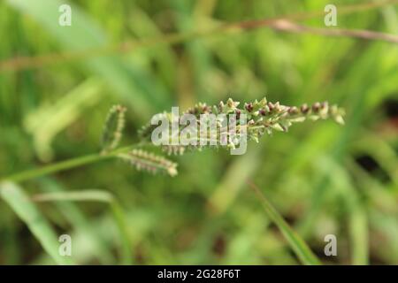 Flower in a Field: Echinochloa crus-galli (L.) P.Beauv. (Poaceae) Genus: Echinochloa. Cockspur, Barnyard grass, Barnyard millet,  Cocksfoot grass Stock Photo
