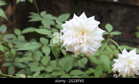 Beautiful White Flower with many Petals: Dahlia (Asteraceae) Dahlia pinnata Cav. Garden dahlia Stock Photo