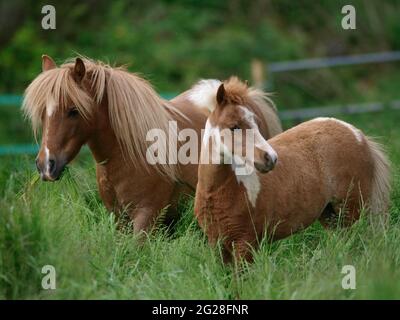 A miniature pony mare and her foal standing in long grass. Stock Photo