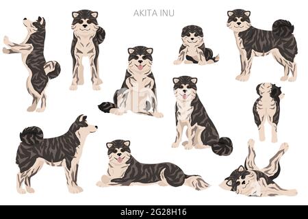 Akita Inu all colours clipart. Different coat colors set. Vector illustration Stock Vector