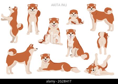 Akita Inu all colours clipart. Different coat colors set. Vector illustration Stock Vector