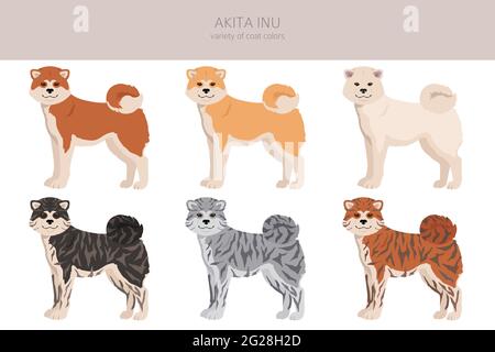 Akita Inu all colours clipart. Different coat colors set. Vector illustration Stock Vector