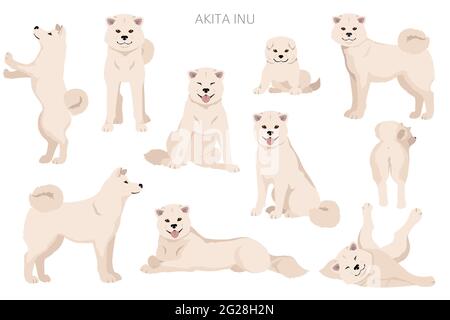 Akita Inu all colours clipart. Different coat colors set. Vector illustration Stock Vector