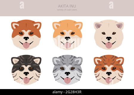 Akita Inu all colours clipart. Different coat colors set. Vector illustration Stock Vector